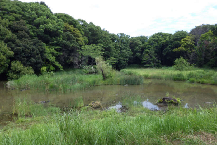 鬱蒼とした緑の森を背景に、水草が生える穏やかな池が広がる保全地域の風景