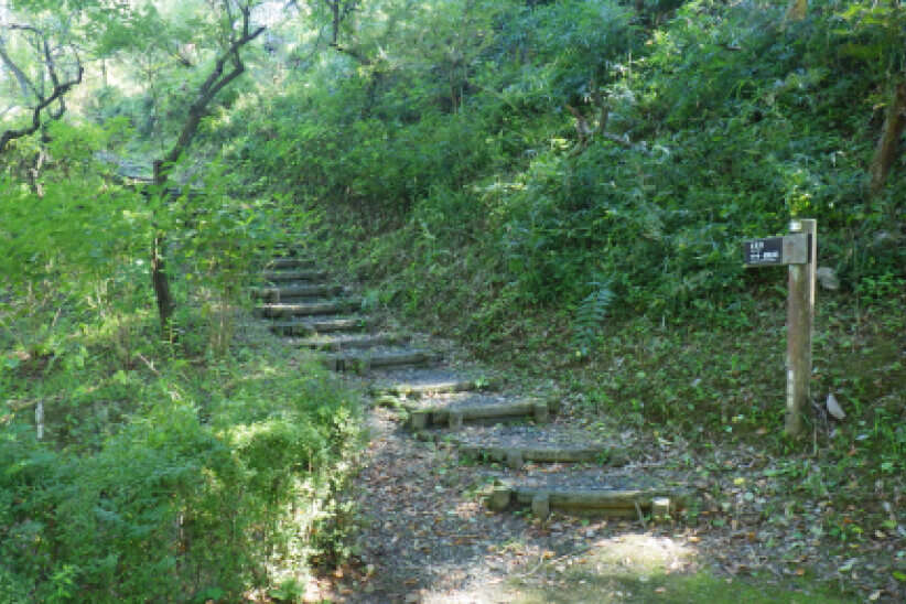 緑豊かな森の中で、丸太で作られた階段が上り坂に沿って続いている遊歩道の様子
