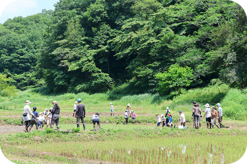 緑豊かな森に囲まれた谷戸の田んぼで、大人や子供たちが泥に入って農業体験や自然観察を行っている様子