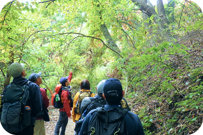 森の中の散策路で、立ち止まって樹木や頭上を見上げているグループの様子