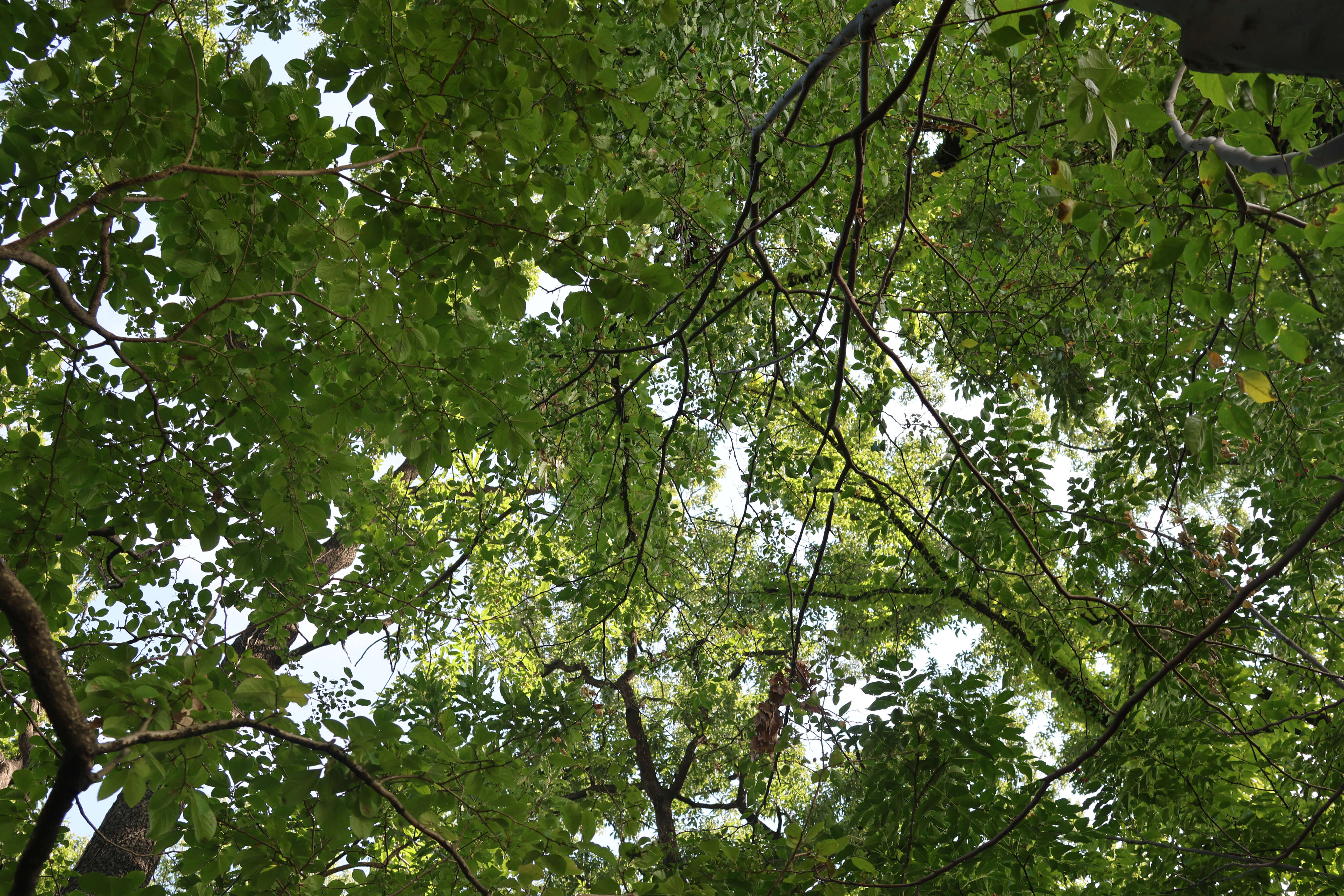 見上げると一面に広がる、鮮やかな緑色の木々の葉と枝