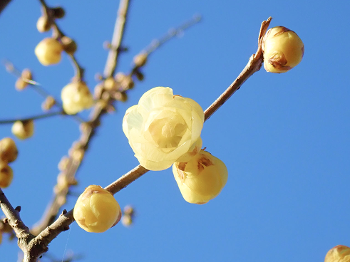 澄み渡る青空を背景に咲く、透き通るような黄色いロウバイの花