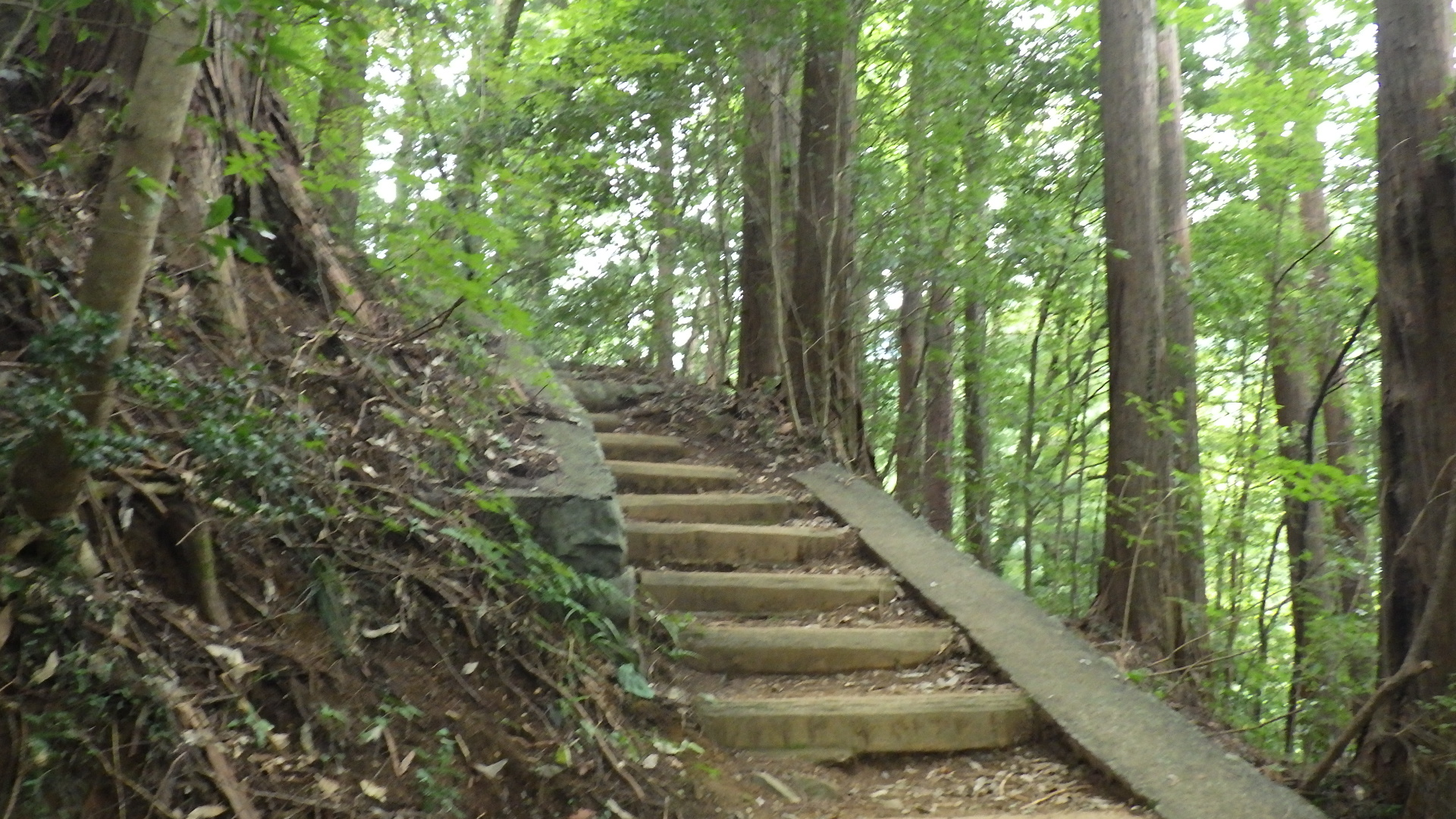 木々に囲まれた森の中に続く、整備された土留めの階段状の登山道。