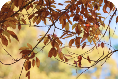 秋に色づいた茶褐色の木の葉のクローズアップ。