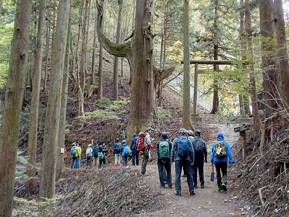 森の中の参道を歩くハイキンググループと、巨大な御神木および鳥居。