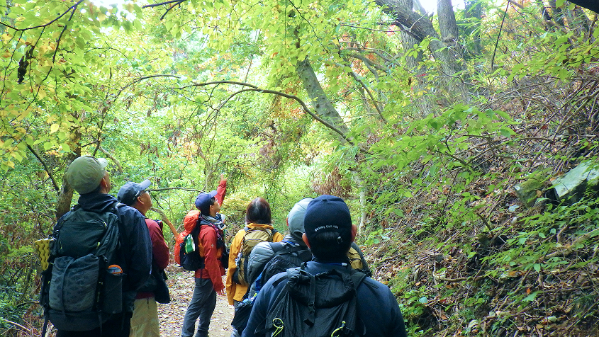 緑豊かな山道を歩く登山グループ。一人の男性が前方の木々を指差し、他のメンバーがそれを見上げている後ろ姿の風景。