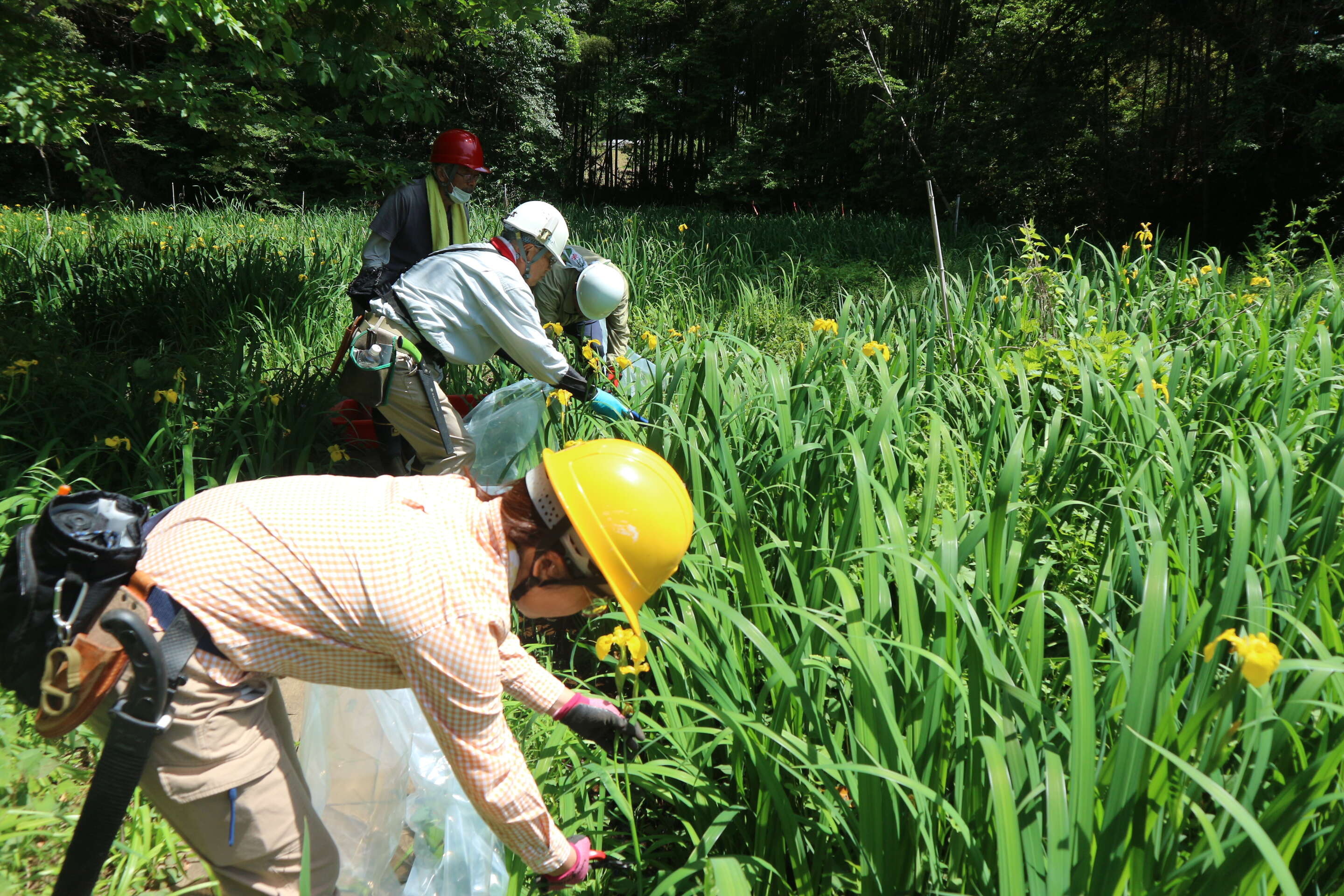黄色い花が咲く草地で、ヘルメットを着用した4人が植物の調査や保全活動を行っている様子