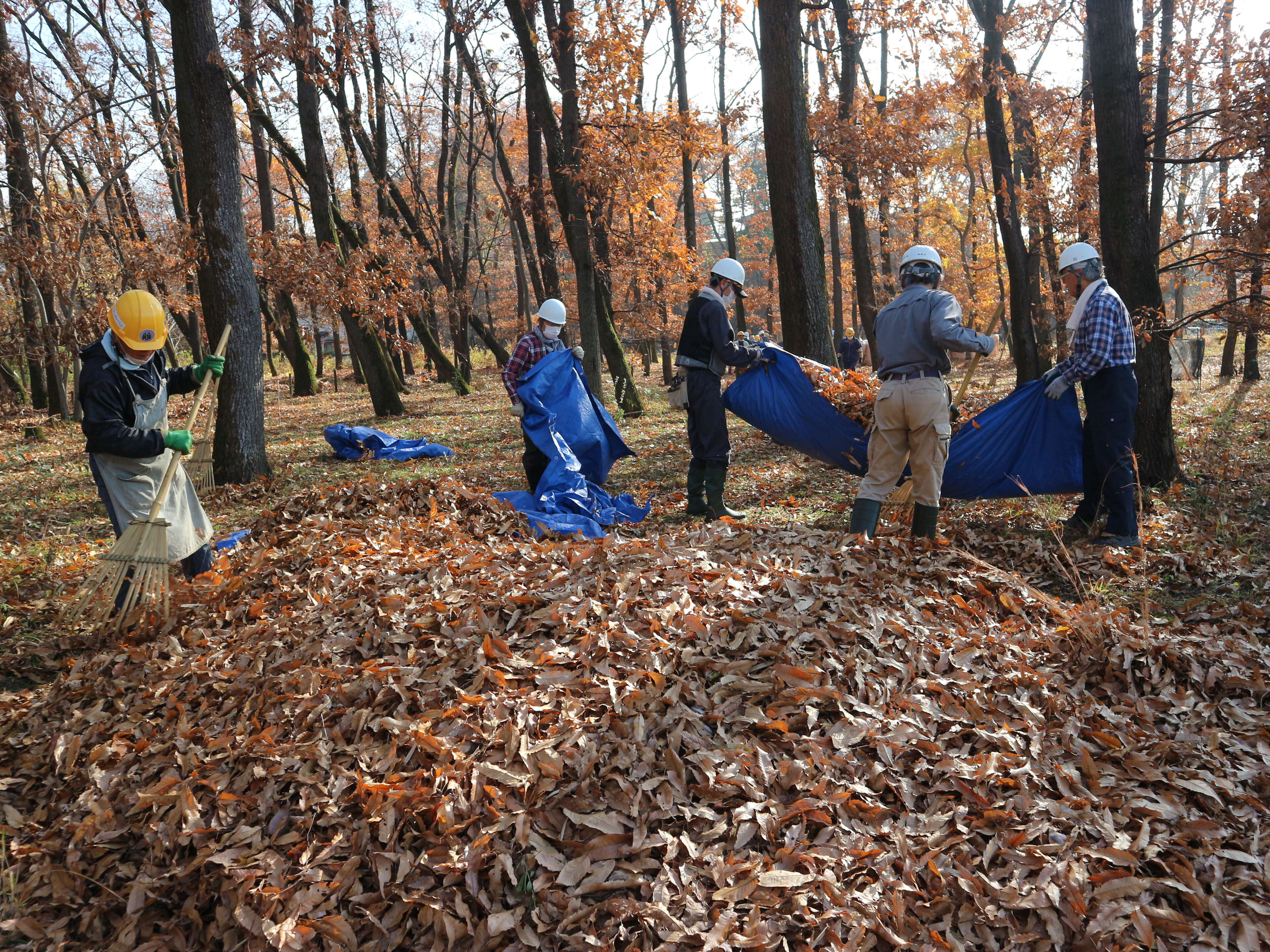 落ち葉が積もる雑木林の中で、ヘルメットを着用した数人の作業員が、熊手を使って落ち葉を集めたり、ブルーシートに載せて運搬したりしている保全活動の様子