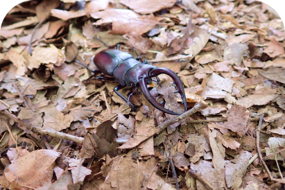 落ち葉が積もった地面を歩く、立派な大アゴを持った赤褐色のノコギリクワガタ