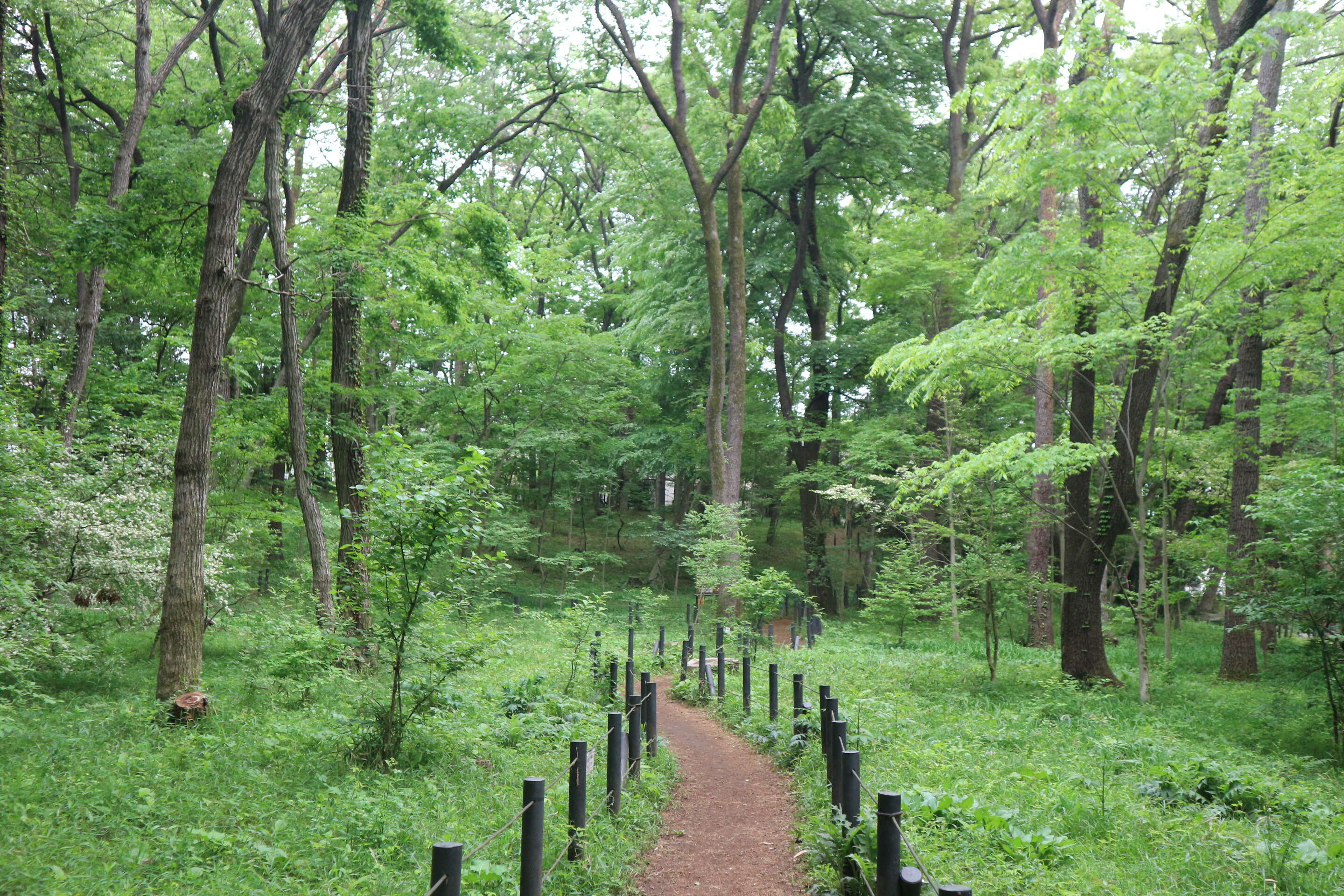 新緑の木々に囲まれた、静かな雑木林の中の散策路