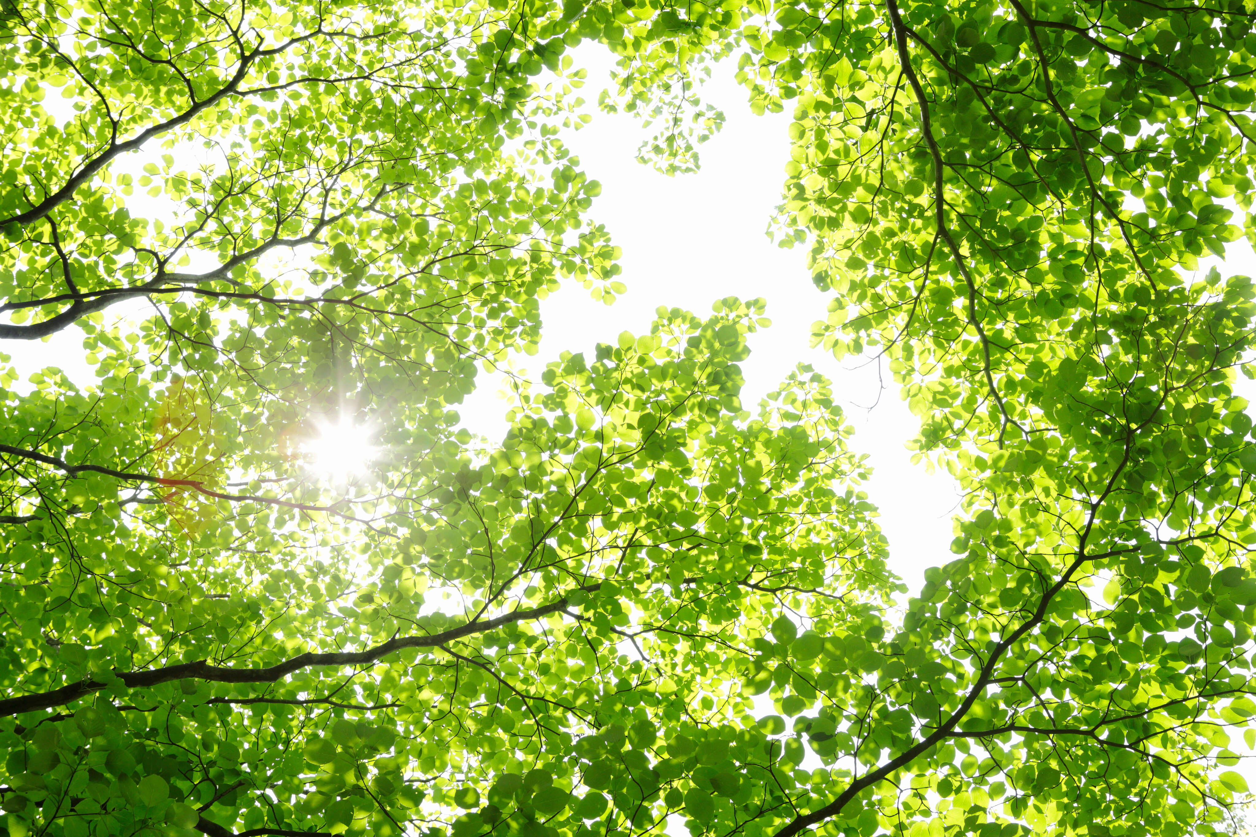 新緑の木々と輝く木漏れ日