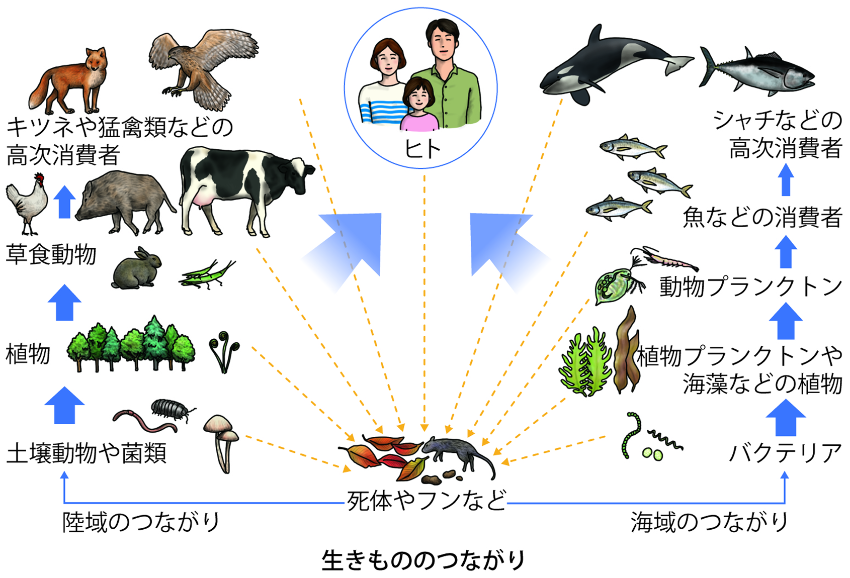 生態系の「生きもののつながり」の図解。陸域・海域それぞれの食物連鎖に加え、全ての生物が分解者を通じて循環し、ヒトもその一部であることを示している。