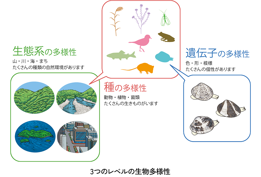多様な環境に生息する様々な動植物のイラスト。森、川、海などの異なる環境が相互に影響し合い、豊かな生態系を形作っている様子を表現。