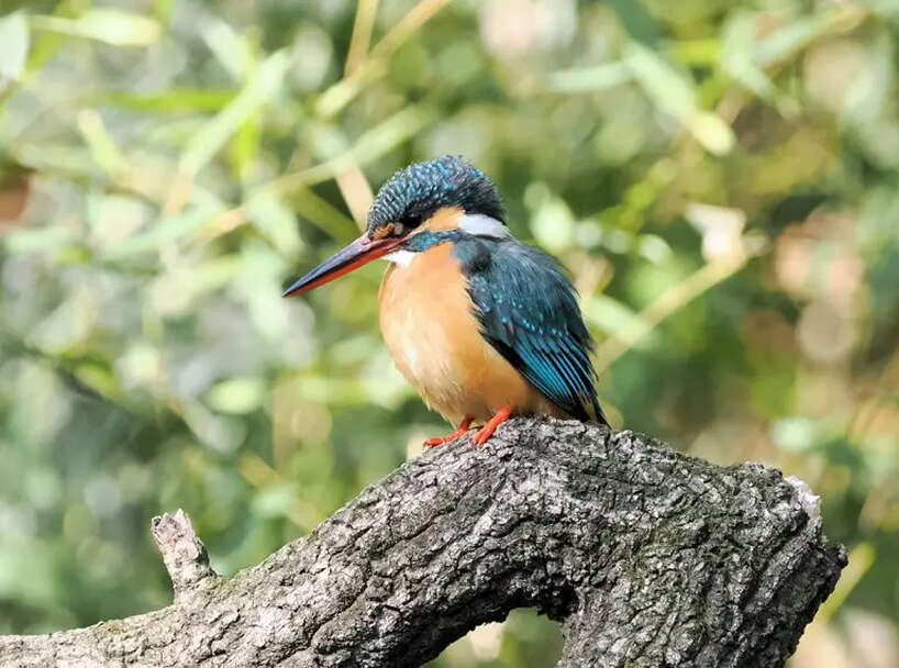 木の枝にとまっているカワセミ