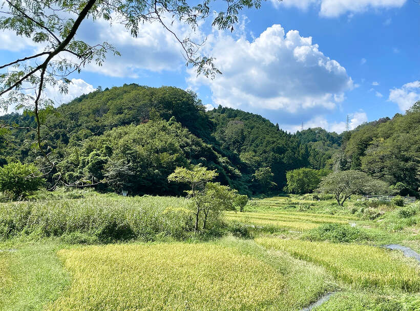 青空と白い雲の下、黄金色に実り始めた稲穂が広がる田んぼと、その奥に続く緑豊かな里山の風景