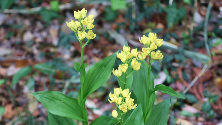落ち葉が積もる森の地面に咲く、鮮やかな黄色のラン科の花