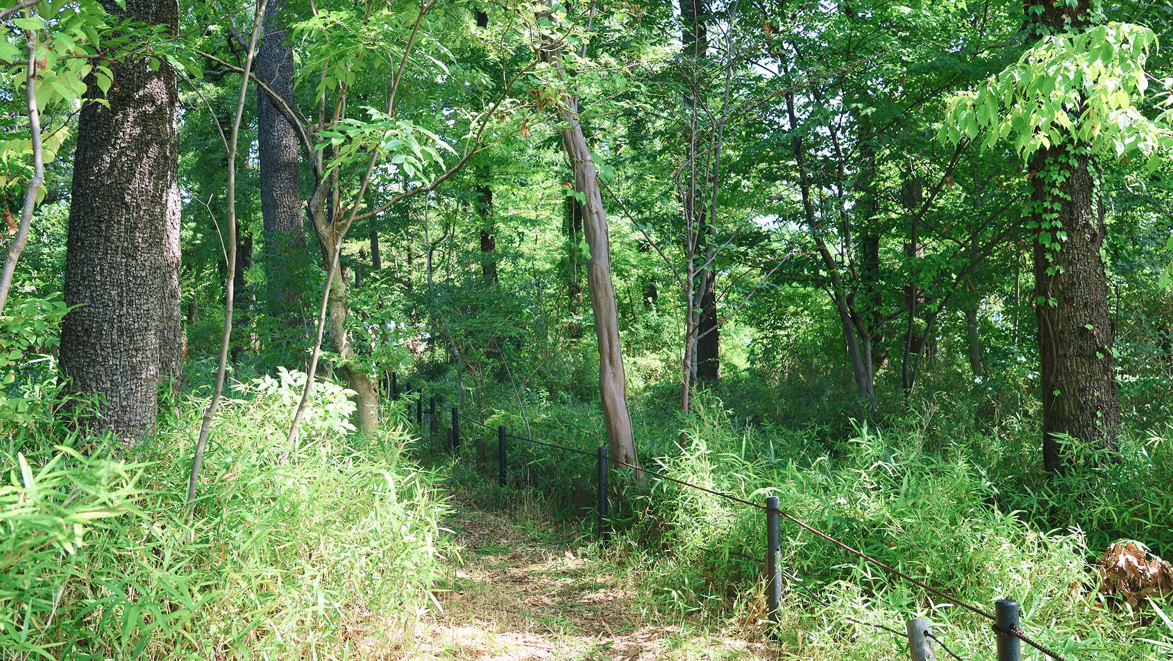 下草が茂る明るい雑木林の中の散策路