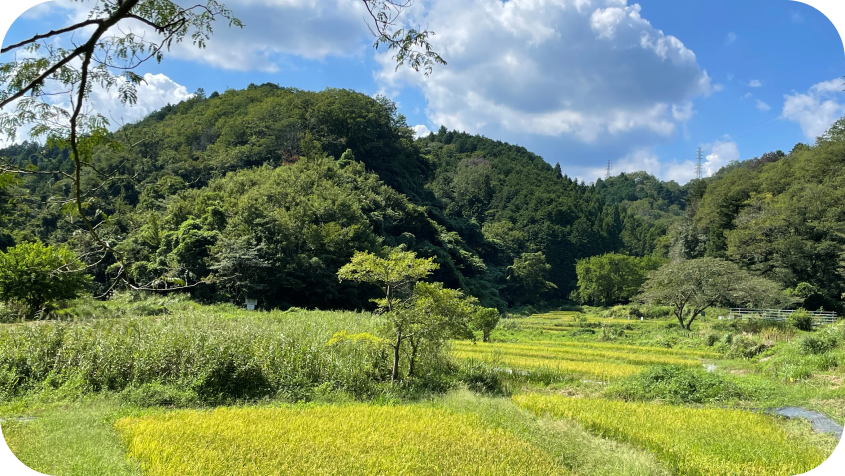 下草が茂る明るい雑木林の中の散策路