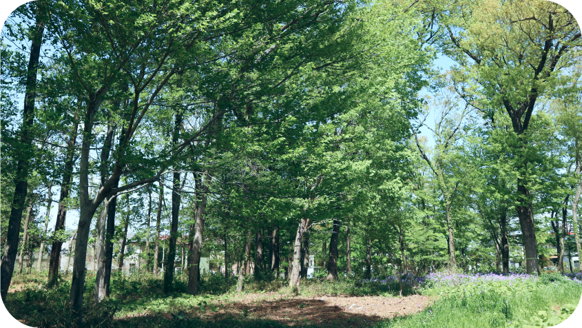 住宅地の近くに残る、新緑の雑木林