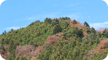 針葉樹と広葉樹が混在する山の森