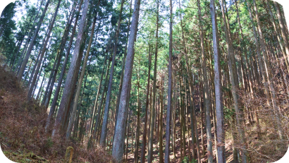 斜面に見上げるように立ち並ぶ、スギやヒノキなどの真っ直ぐな針葉樹林の風景