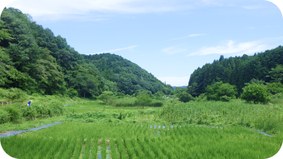 青空の下、両側を森に囲まれた谷間（谷戸）に広がる、緑鮮やかな水田の風景