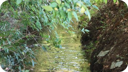 木々の緑に覆われた、清らかな湧水の様子
