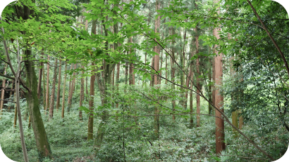 下草が青々と茂る、静かな森の中の風景