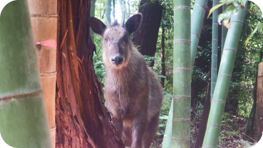竹林の奥で、こちらをまっすぐに見つめているニホンカモシカ