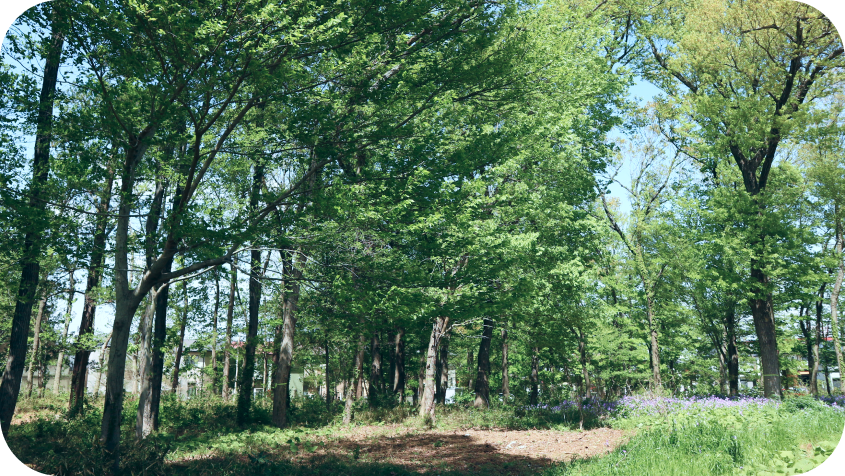 住宅地の近くに残る、新緑の雑木林