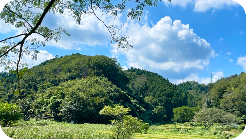 鮮やかな青空と白い入道雲の下に広がる、緑豊かな丘陵地と草地の風景