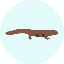 東京で絶滅の危機にある生きもの トウキョウサンショウウオのイラスト