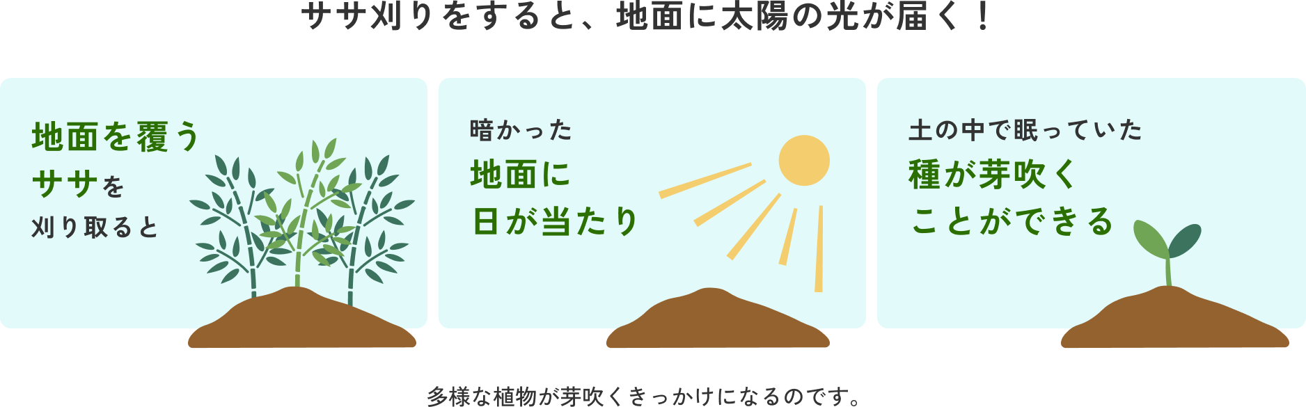 地面を覆うササを刈り取ると、暗かった地面に日が当たり、土の中で眠っていた種など、多様な植物が芽吹くきっかけになるのです。