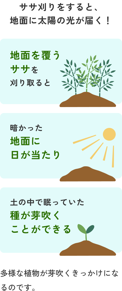 地面を覆うササを刈り取ると、暗かった地面に日が当たり、土の中で眠っていた種など、多様な植物が芽吹くきっかけになるのです。
