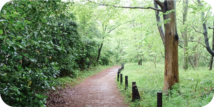 木々の緑が鮮やかに映えるの雑木林。茶色のウッドチップや土で整えられた遊歩道が奥へと続き、道沿いには低い杭とロープが設置されている。
