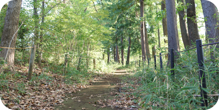 背の高い木々の間から明るい太陽の光が降り注ぎ、下草や落ち葉が積まった遊歩道を照らす、穏やかな昼下がりの雑木林の風景。