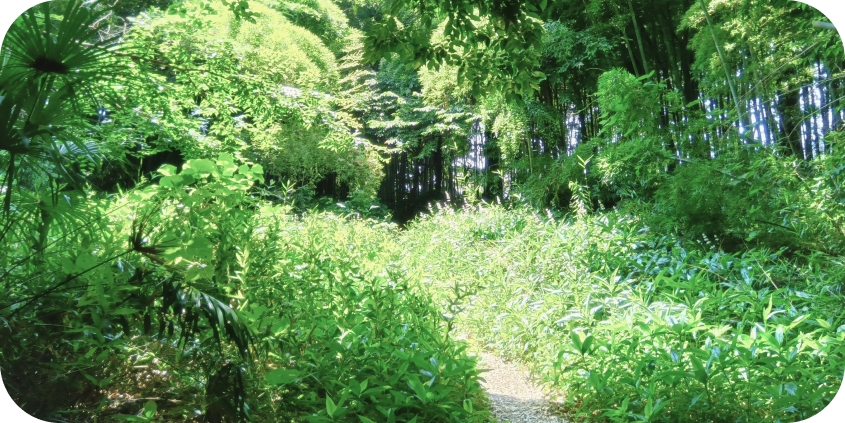 頭上を覆い尽くすような濃い緑の葉と、密集する木々が「緑のトンネル」を作っている夏の雑木林。