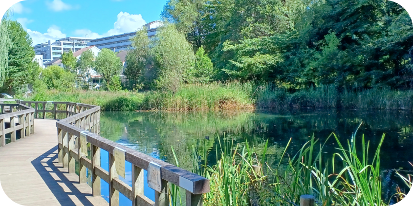 青空の下、穏やかな水面を囲むように続く木製のデッキ歩道。