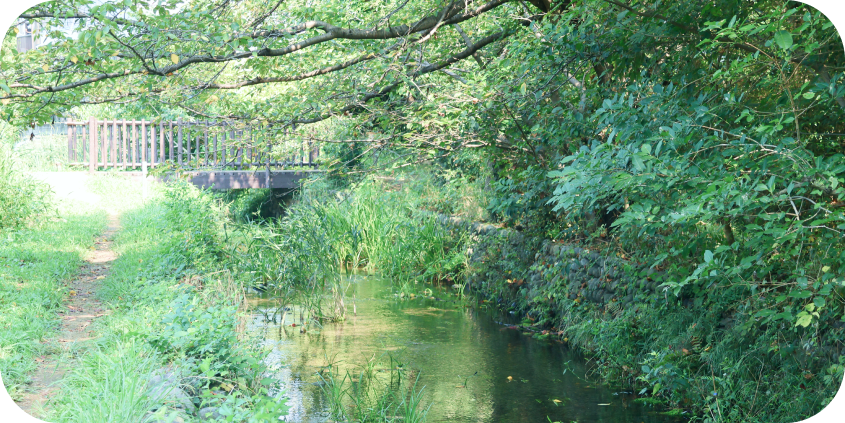 木々に覆われ、透き通った水が静かに流れる小川。川べりには緑の草花が自生し、左手には草に覆われた土の散策路が見える。