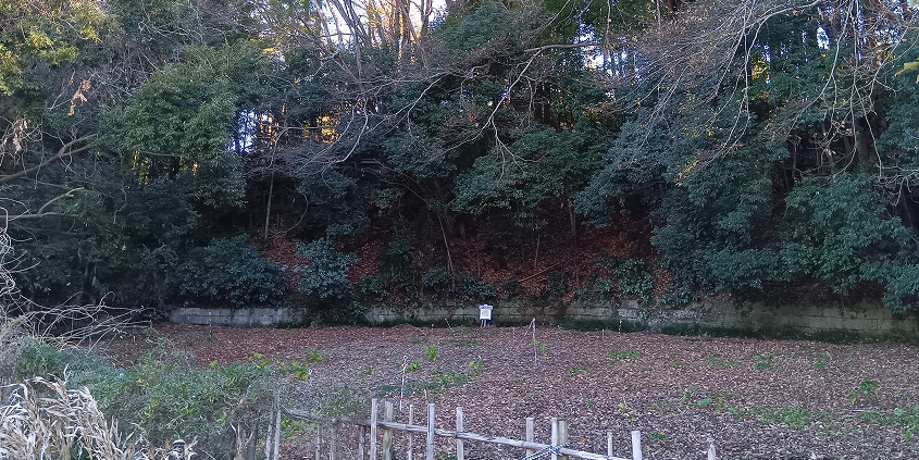 湿地の上にジグザグに続く長い木製のデッキ歩道（木道）。豊かな水辺の生態系を間近で観察しながら歩けるよう整備された矢川緑地の風景。