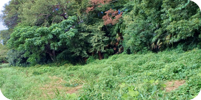 森の端に位置する、背の高い草が生い茂った緑地の風景