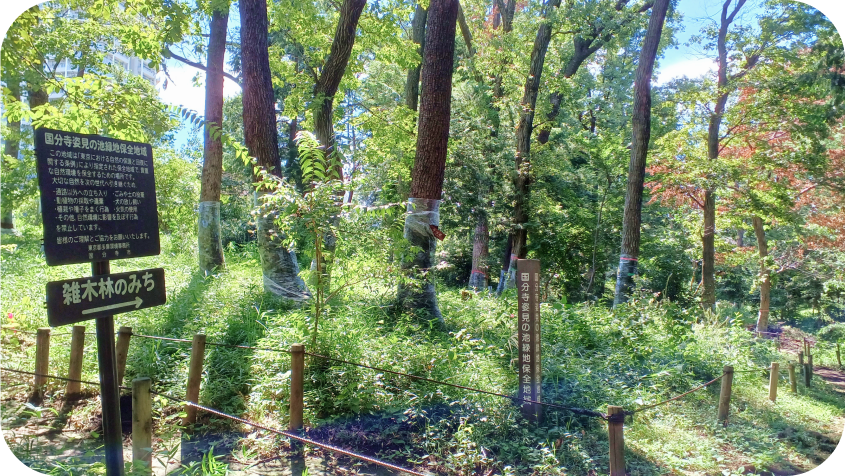 木漏れ日が差し込む豊かな雑木林。「雑木林のみち」と書かれた案内看板や、国分寺姿見の池緑地保全地域の標柱が立っている様子。
