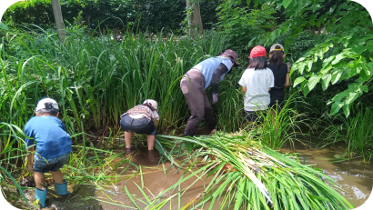 浅い水辺に入り、ノコギリガマ等を用いて湿性草本の刈り取りを行っている子供たちと指導者の様子。