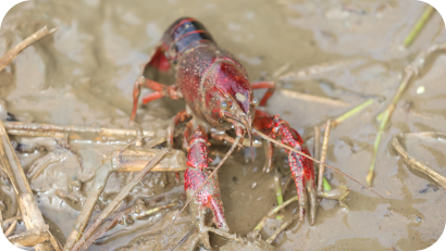 泥の上を歩く、大きなハサミを持った赤いアメリカザリガニのクローズアップ写真。