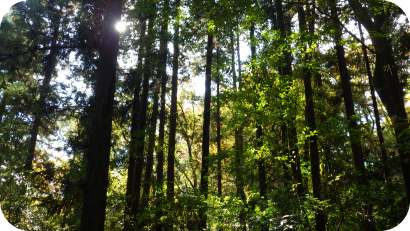 天高く伸びた杉やヒノキなどの針葉樹林。