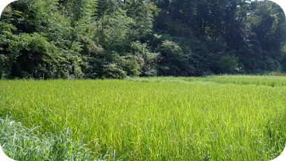 夏の強い日差しを浴びて青々と輝く、一面の稲穂が広がる水田。