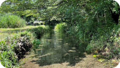 木漏れ日が水面に反射する、透明度の高い小川の流れ。