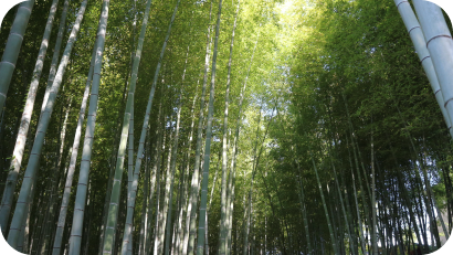 まっすぐに伸びた無数の竹が整然と並ぶ、美しく管理された竹林。