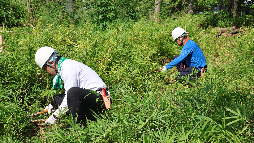 ヘルメットを着用した2人の作業員が、生い茂る緑の中で鎌などの道具を使い、下草刈りや樹木のメンテナンスを行っている保全活動の様子。