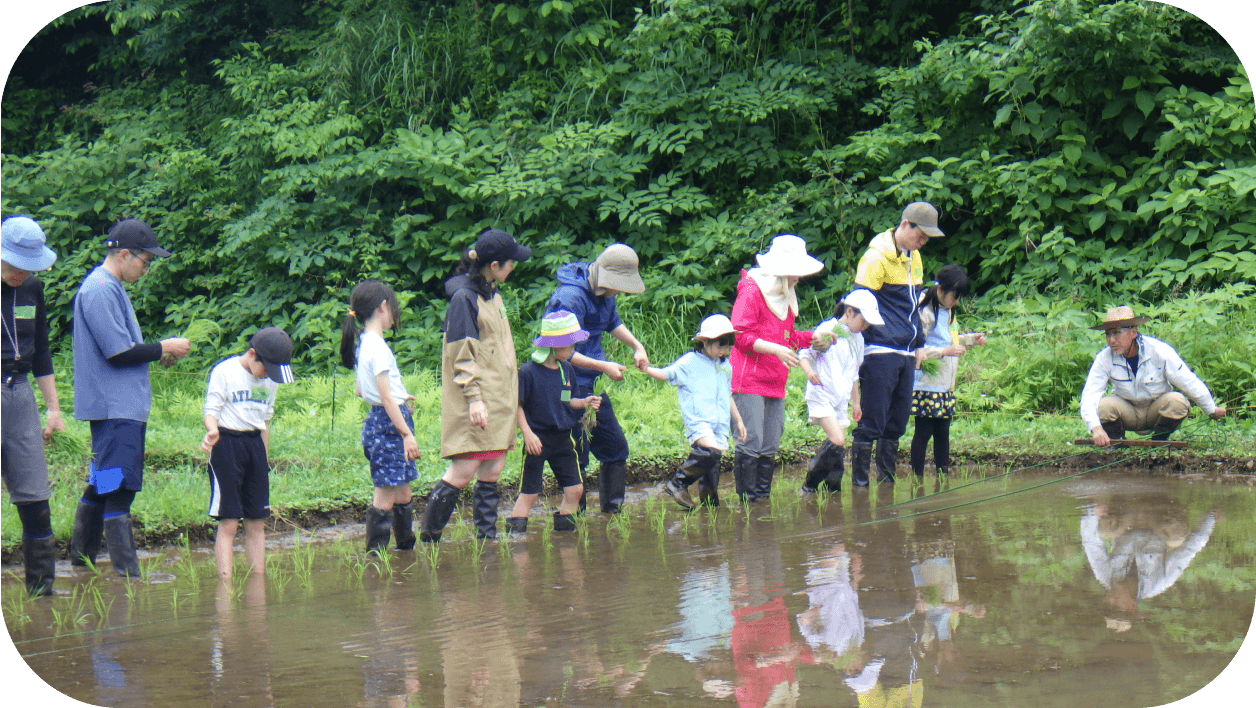 泥の入った水田に一列に並び、手作業で苗を植えていく子供たちと大人たち。